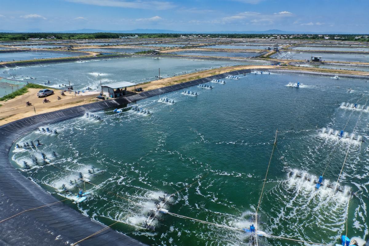 A 120-acre intensive shrimp farm with fully installed PVC liners running without leaks for 5 consecutive years