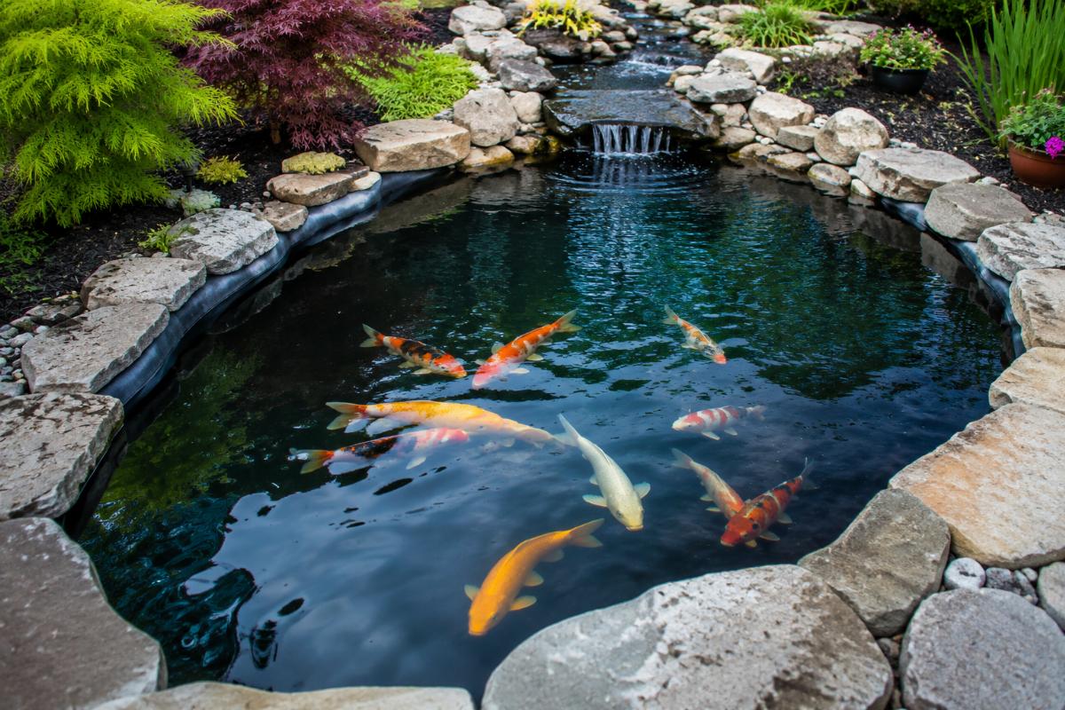 Koi pond with properly installed high-density PVC liner