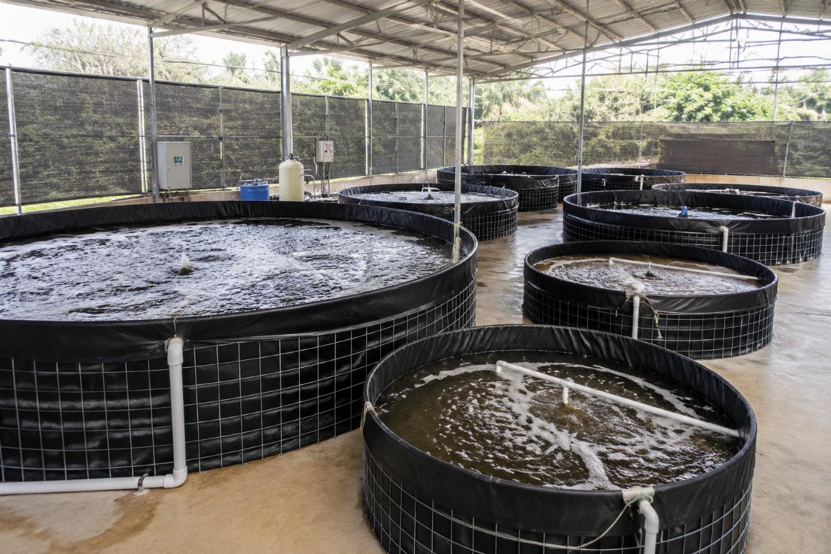 Multiple round biofloc tanks of varying sizes with matched thickness liners